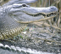 An Alligator at Creole Nature Trail