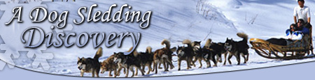 Chills in Churchill - A Dog Sledding Discovery