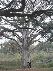 500-year-old Oak Trees
