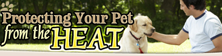 Protecting Your Pet From the Heat