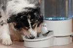 Vacationing without Pets - Auto Pet Oasis Waterer
