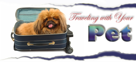Pet Travel Advice & Tips 