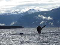 ROAD & TRAVEL Destination Review: Alaska - Whale Watching in Juneau
