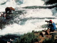 Bear being photographed in McNeil River Bear Sanctuary