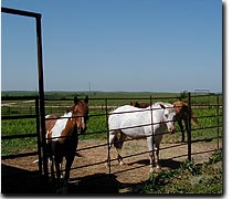 The Homestead Ranch horses