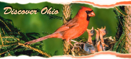 Discover Ohio - State Bird - Cardinal